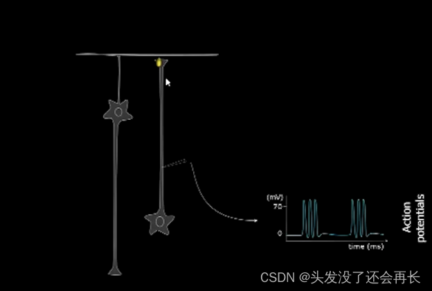 【脑电信号处理与特征提取】P2-夏晓磊：脑电的神经起源与测量