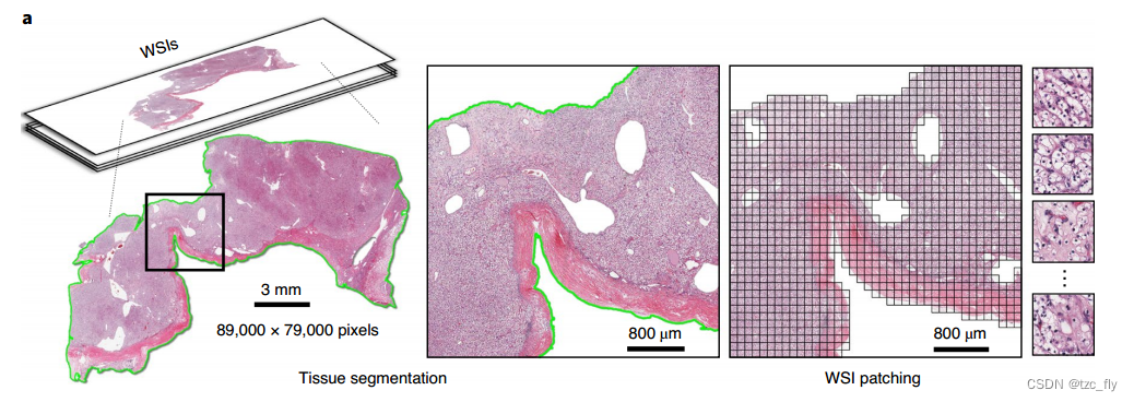 fig1a