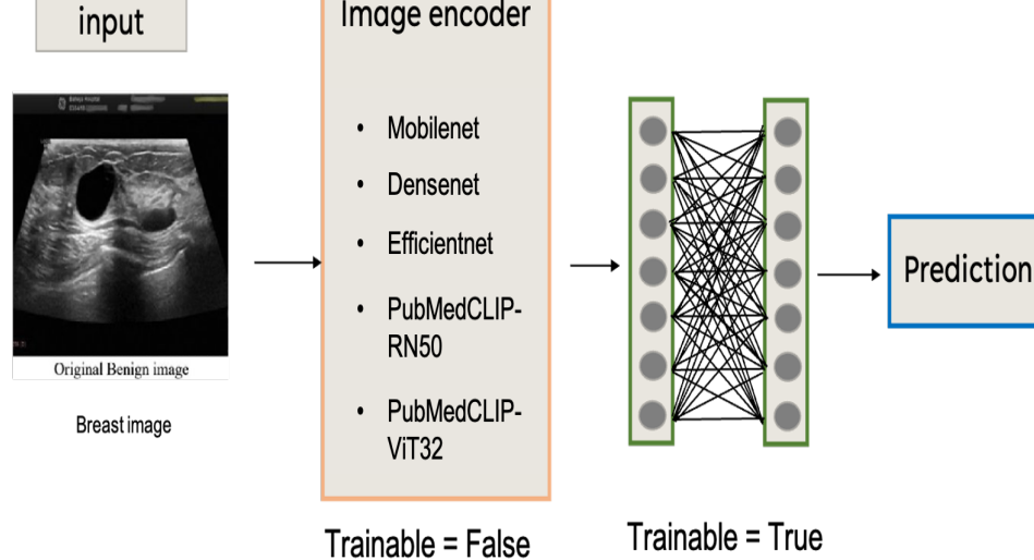 A Multimodal Transfer Learning Approach for Medical Image Classification