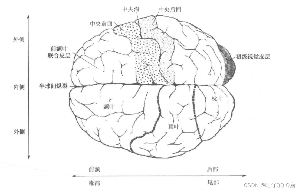 在运动皮层和相关脑区的神经元活动_初级运动皮层m1区-CSDN博客