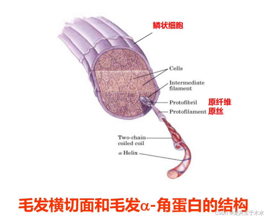 6生物化学与分子生物学——蛋白质的三维结构_生物信息学蛋白立体结构怎么看-CSDN博客