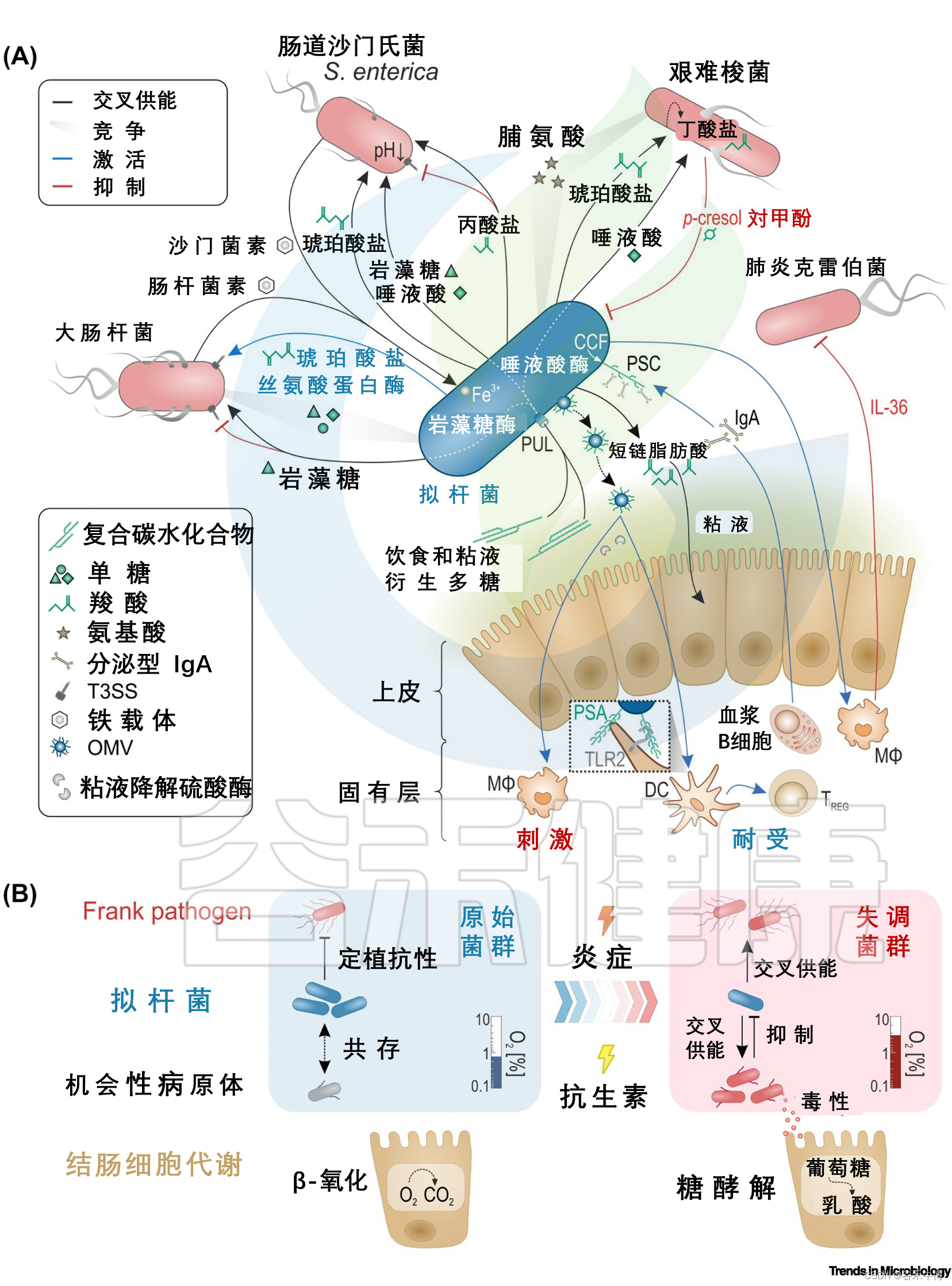 拟杆菌在肠道感染中的矛盾作用