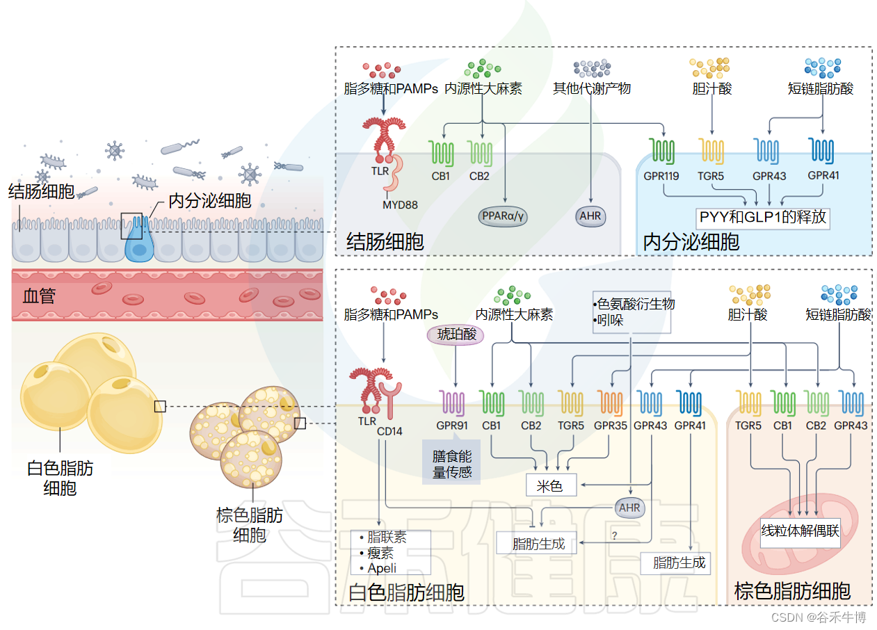 体重管理的微观关键：脂肪组织、肠道菌群与肥胖的关联