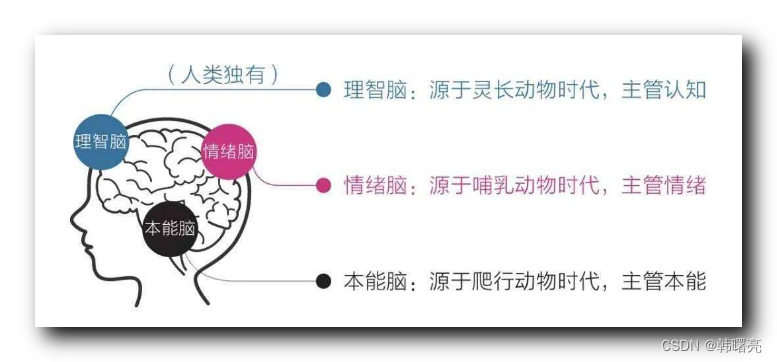 【每日随笔】情绪操控术 ① ( 三层大脑模型 - 爬行脑 / 情绪脑 / 理性脑 | 情绪脑负面效果 | 不要激活情绪脑 / 情绪中心 | )