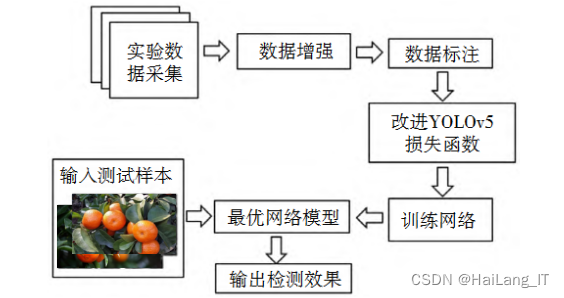 基于深度学习的柑橘果实目标检测系统 YOLO python 卷积神经网络 人工智能