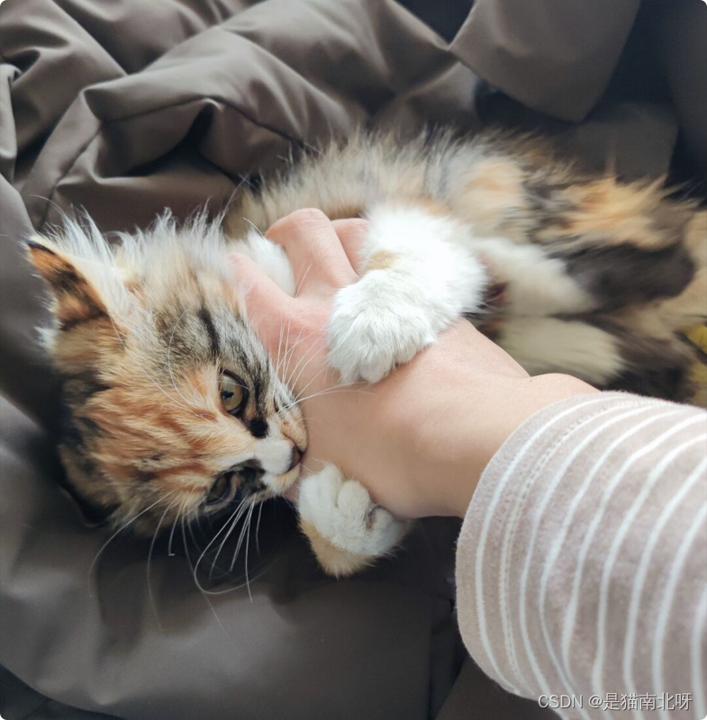 revitcurveloopplane和多边形面积比二