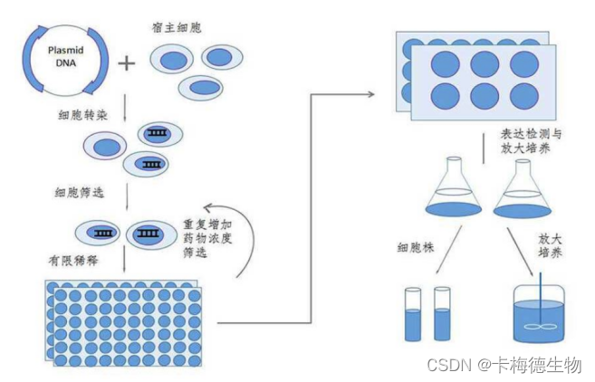 【卡梅德生物】稳定细胞系构建的原理及流程