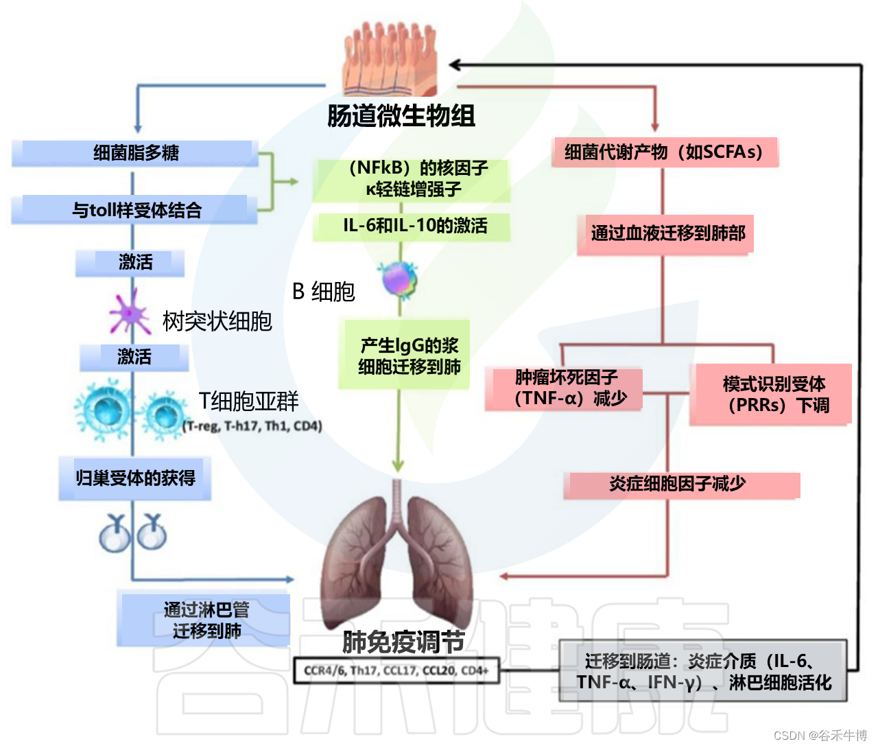 呼吸道病毒感染后，为何会引发细菌性肺炎？气道和肠道微生物组改变是关键