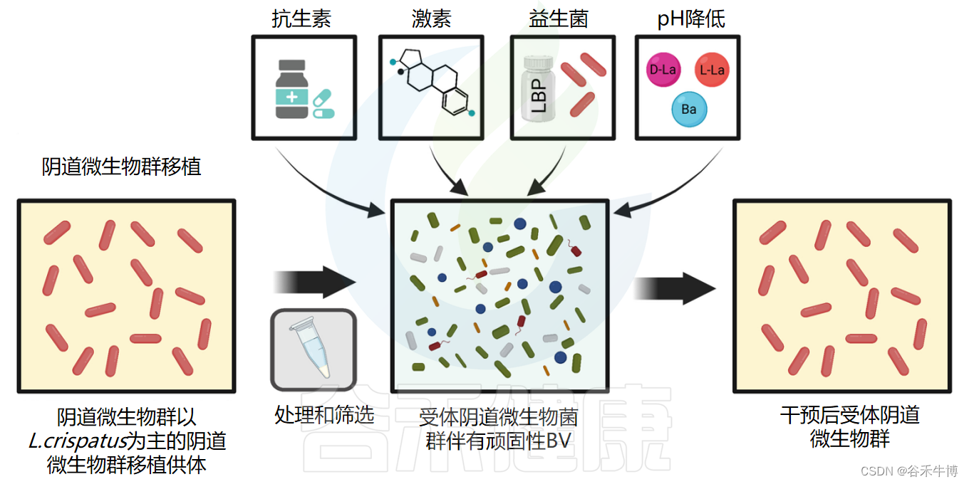 什么是阴道菌群CST分型，不同的分型代表哪些女性健康问题