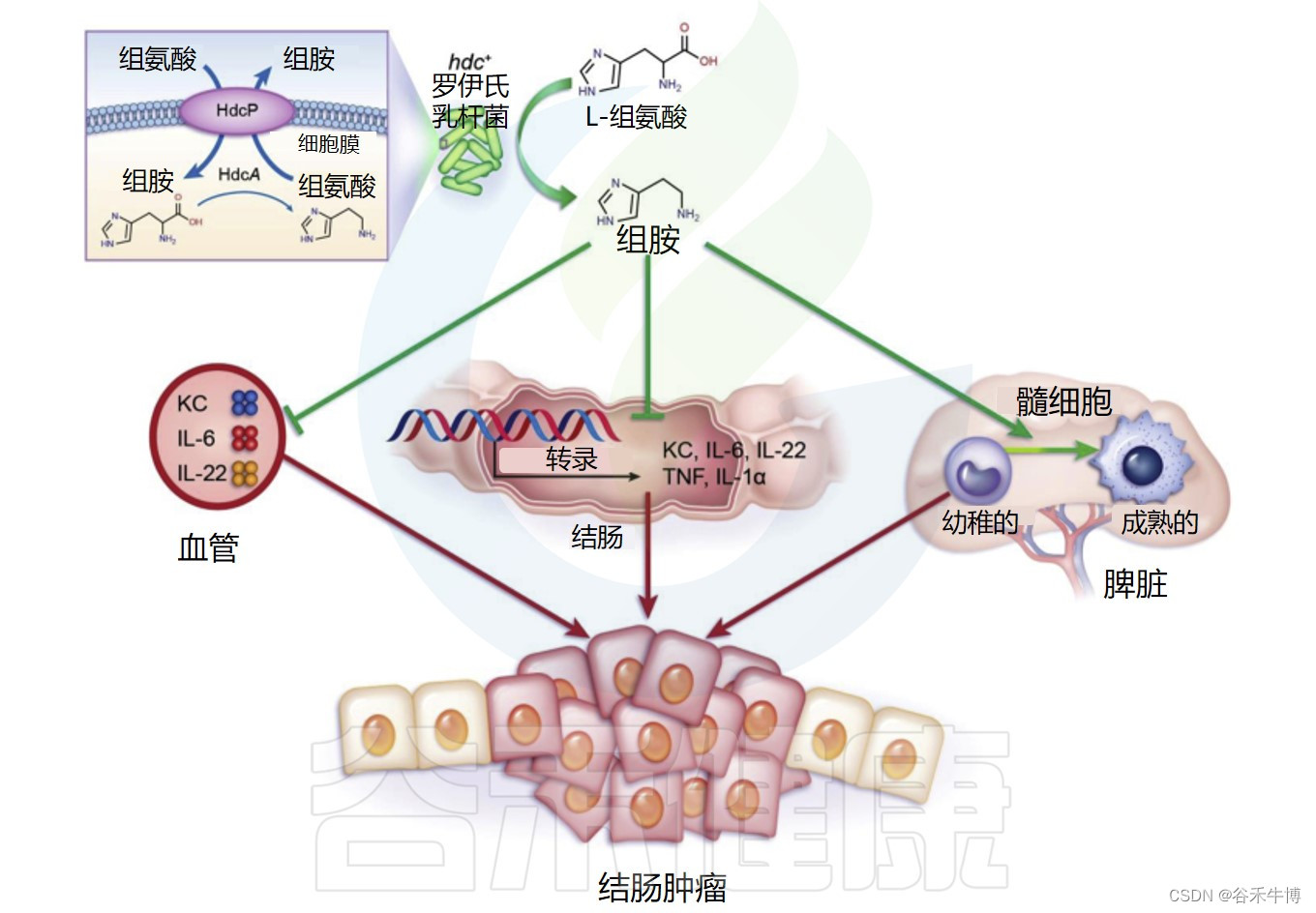 过敏反应的重要介质——组胺与免疫及肠道疾病