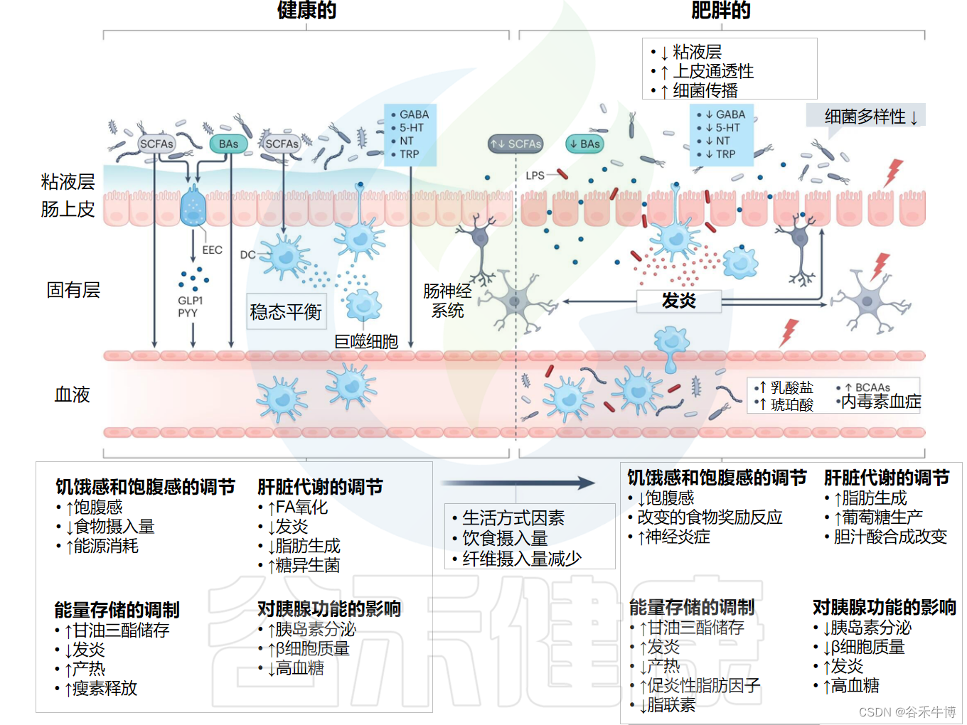 肥胖与代谢综合征，膳食纤维干预的相关进展