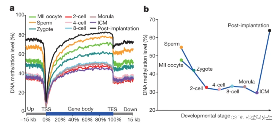 2023.12.12文献分享【The DNA methylation landscape of human early embryos】-CSDN博客