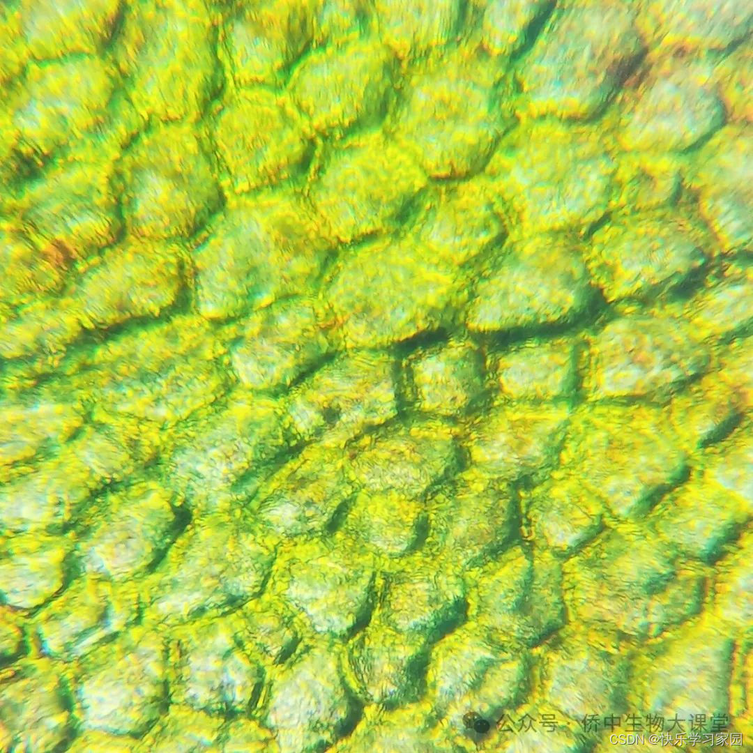高中生物知识点总结_高中生物知识点最全的辅导书_高中生物知识