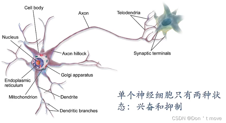 【复旦邱锡鹏教授《<span style='color:red;'>神经</span><span style='color:red;'>网络</span>与深度<span style='color:red;'>学习</span>公开课》<span style='color:red;'>笔记</span>】<span style='color:red;'>神经元</span>和<span style='color:red;'>人工</span><span style='color:red;'>神经</span><span style='color:red;'>网络</span>