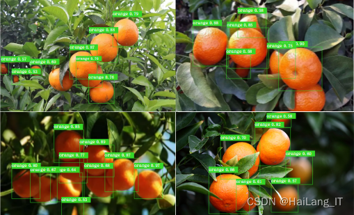 基于深度学习的柑橘果实目标检测系统 YOLO python 卷积神经网络 人工智能