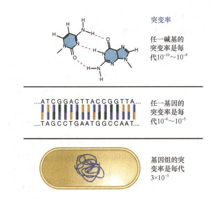 碱基突变率