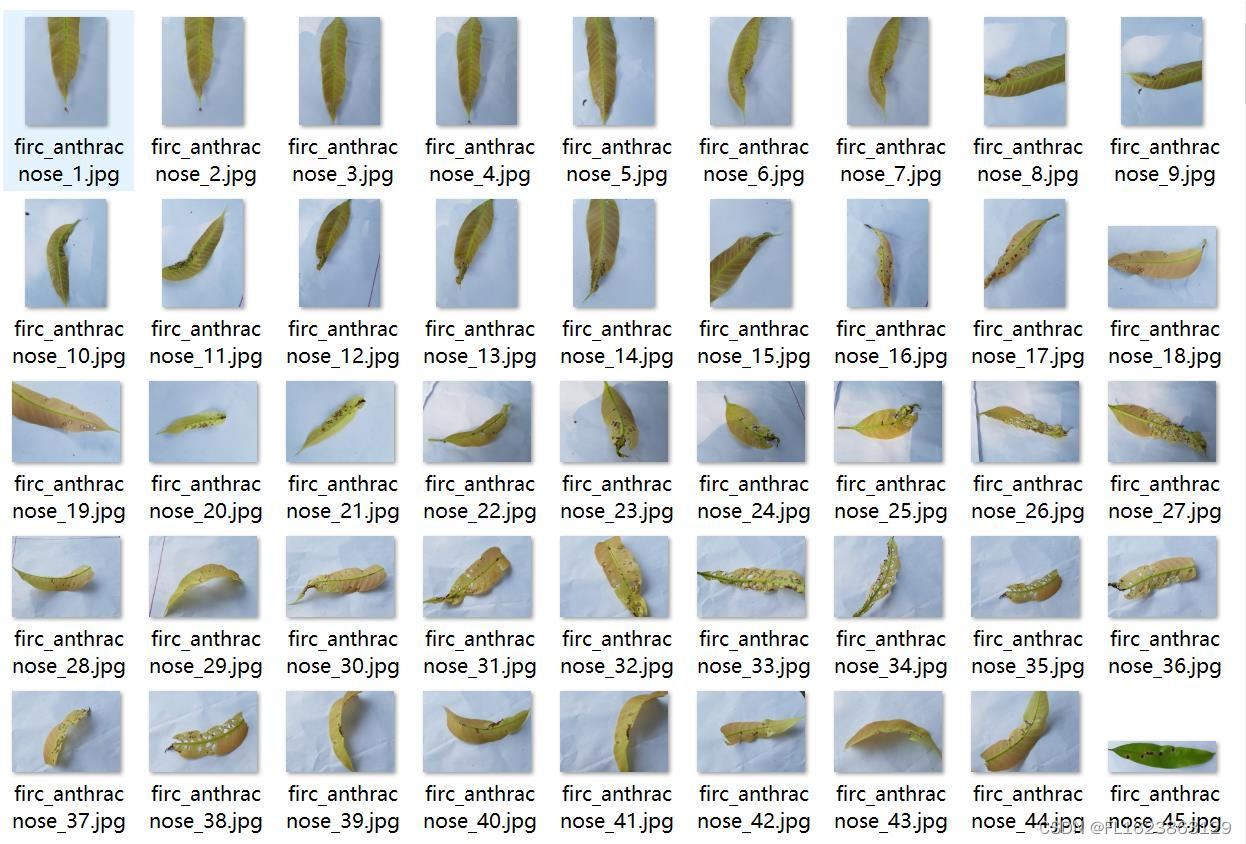 [数据集][图像分类]芒果叶病害分类数据集4000张5类别