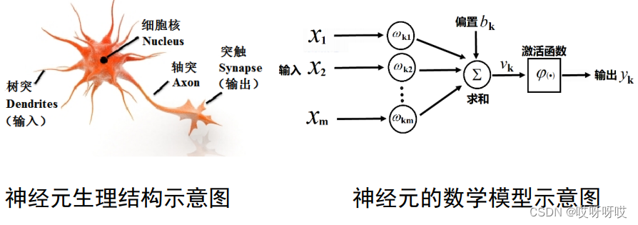 深度学习从入门到入土,基础知识篇二_神经元网络-CSDN博客