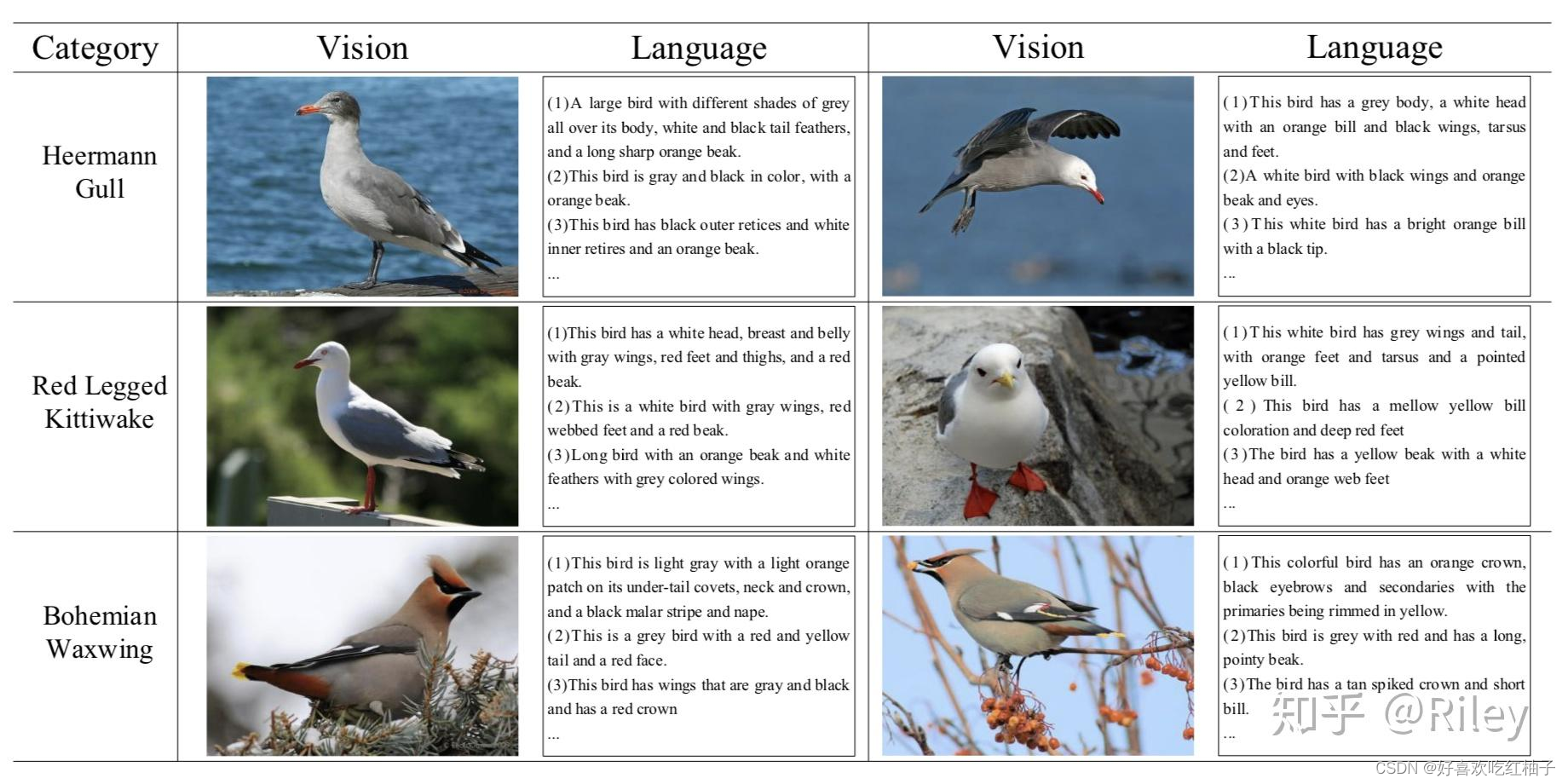 Fine-graind Image Classification via Combining Vision and Language [1]