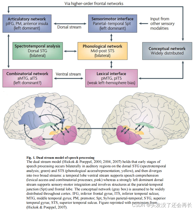 语音神经科学-01.The cortical organization of speech processing