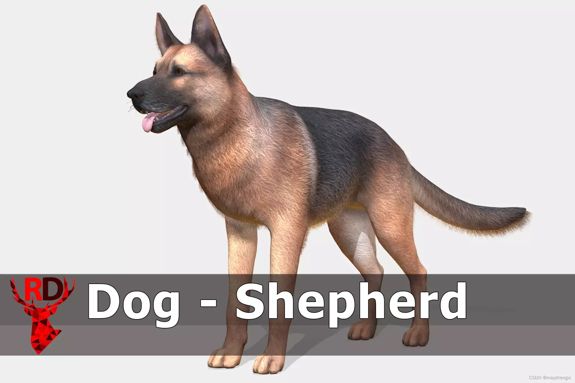 Dog - Shepherd