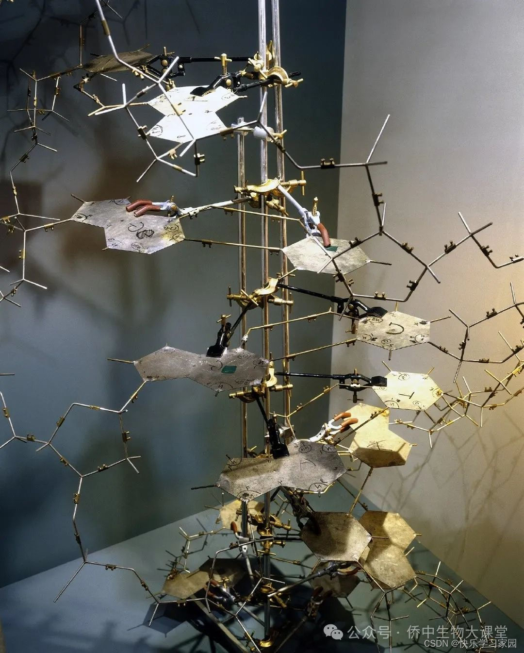 高中生物知识点归纳大全_高中生物知识点总结电子版_高中生物知识