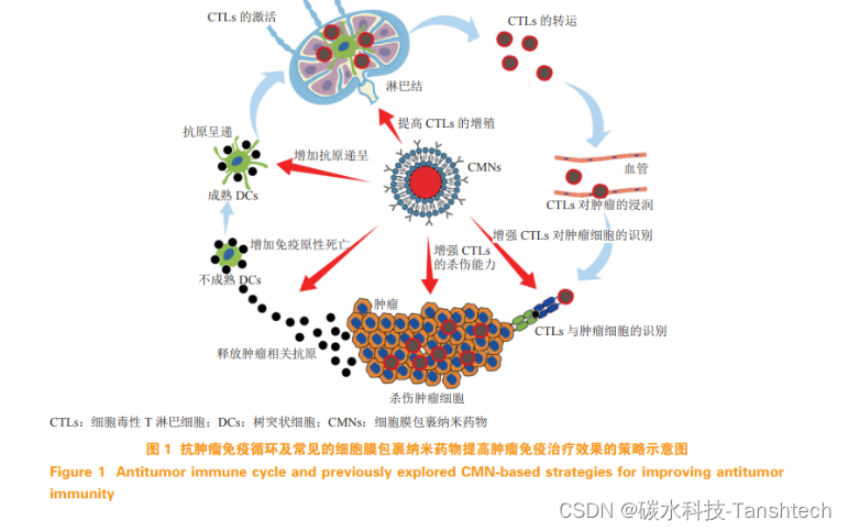 【Tanshtech】生物膜/细胞膜包裹纳米颗粒CMNs递送药物定制