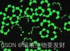 绿色荧光Annexin V-iFluor 488偶联物，膜联蛋白V试剂，Annexin V-iFluor 488标记