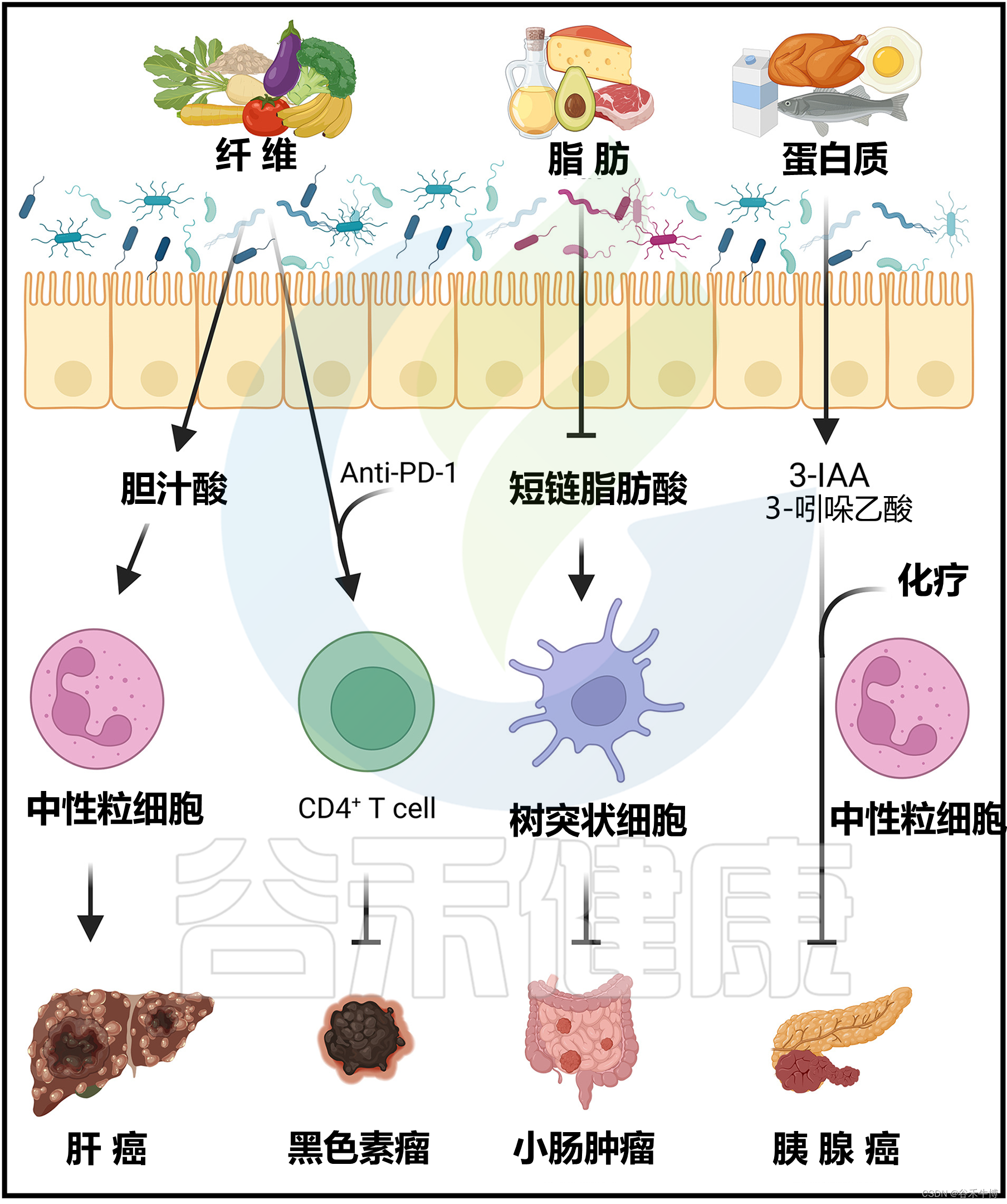 营养调控微生物及代谢产物：对免疫和炎症的影响