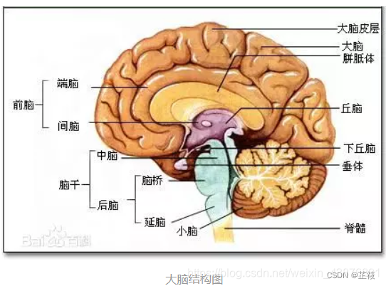 大脑模型认知实验报告（脑与认知期末考核）