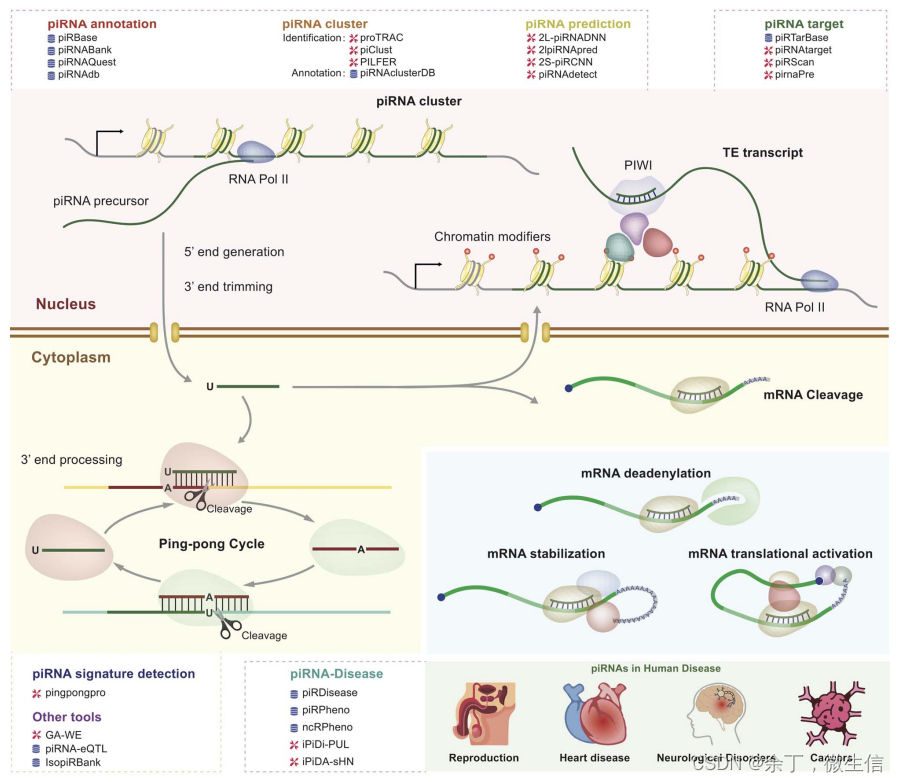 piRNA-疾病研究最新综述 – 数据库、软件工具、webserver和计算模型