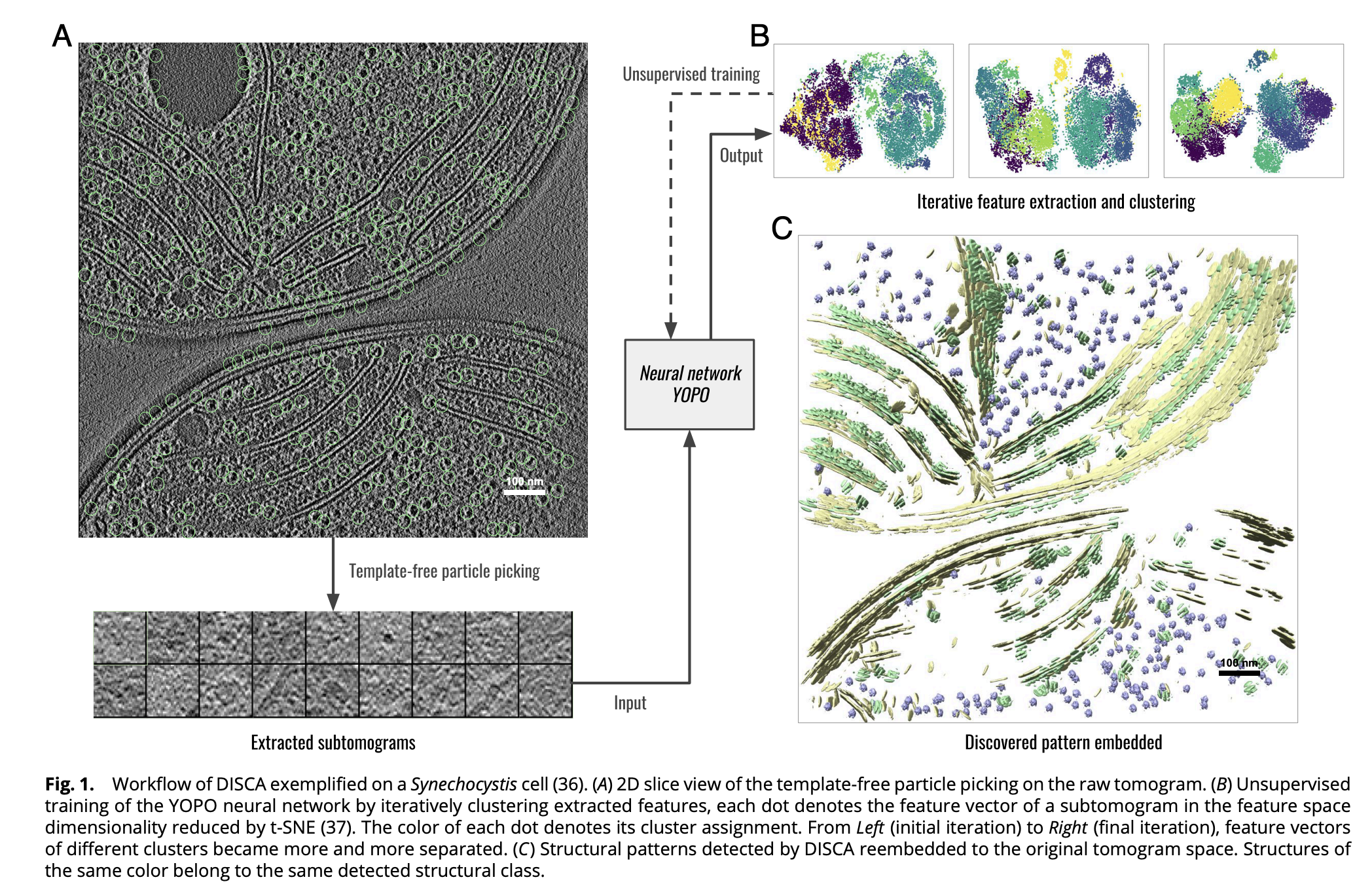 【论文阅读|冷冻电镜】DISCA: High-throughput cryo-ET structural pattern mining