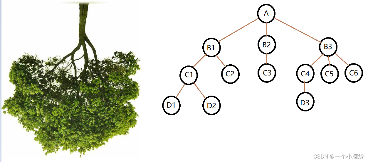 数据结构——认识二叉树