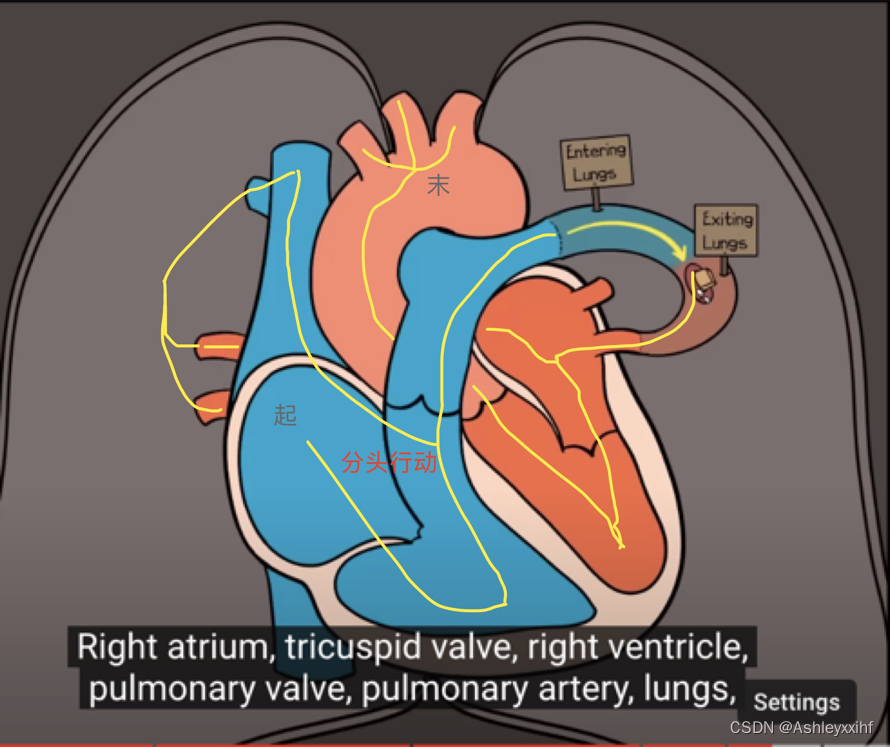 循环系统的血流方向 Circulatory System‘s Pathway of Blood Through the Heart