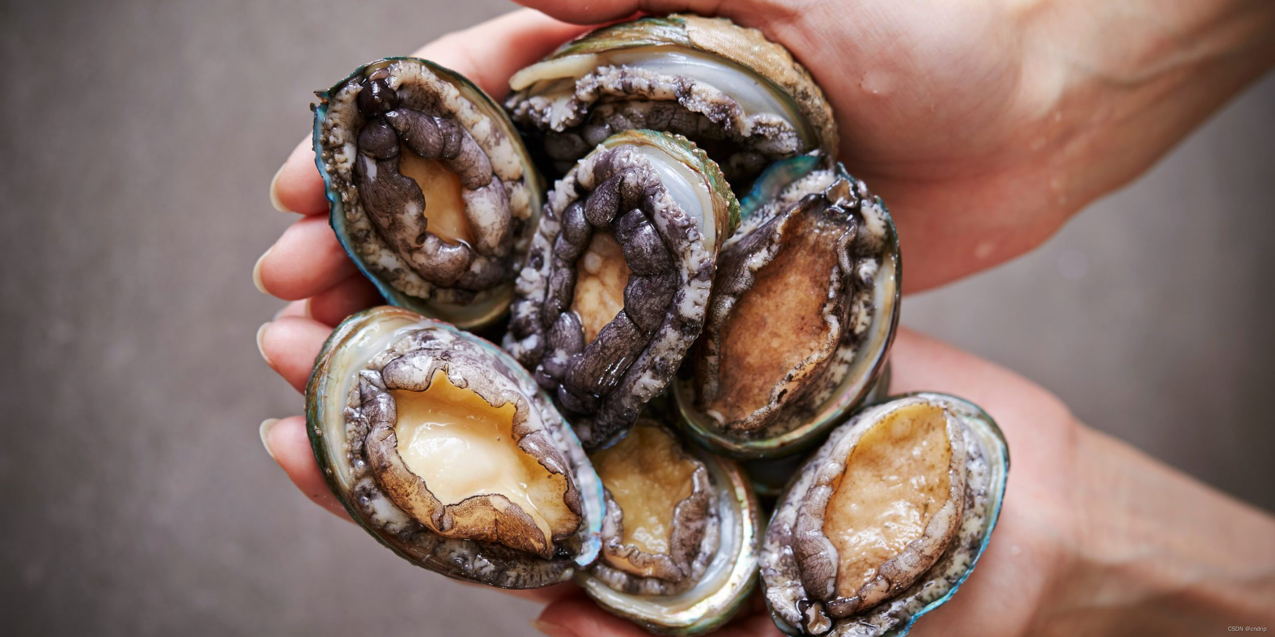 abalone