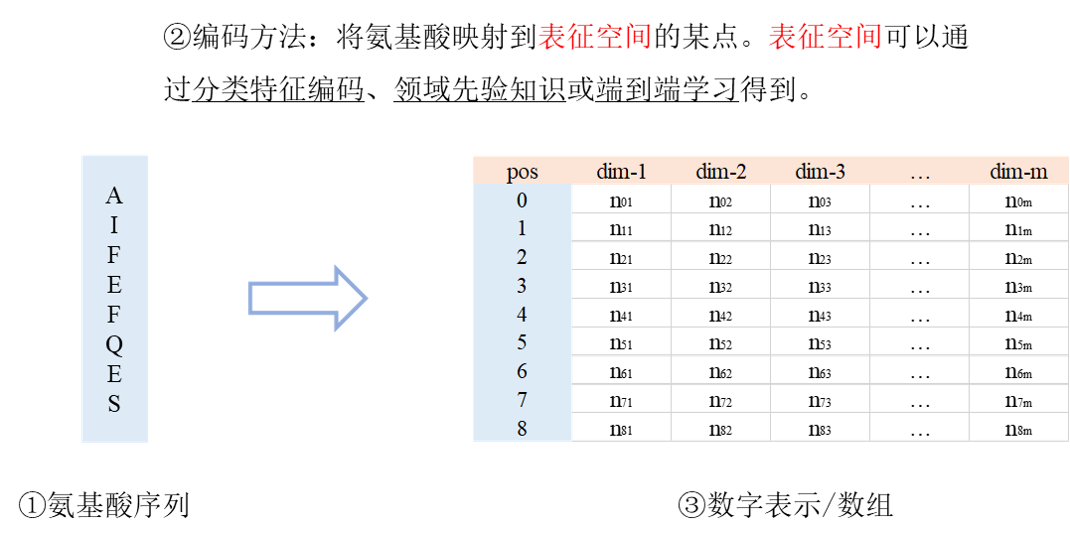 深度学习中氨基酸序列的编码方法