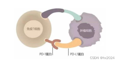 免疫检查点信号转导和癌症免疫治疗（文献）