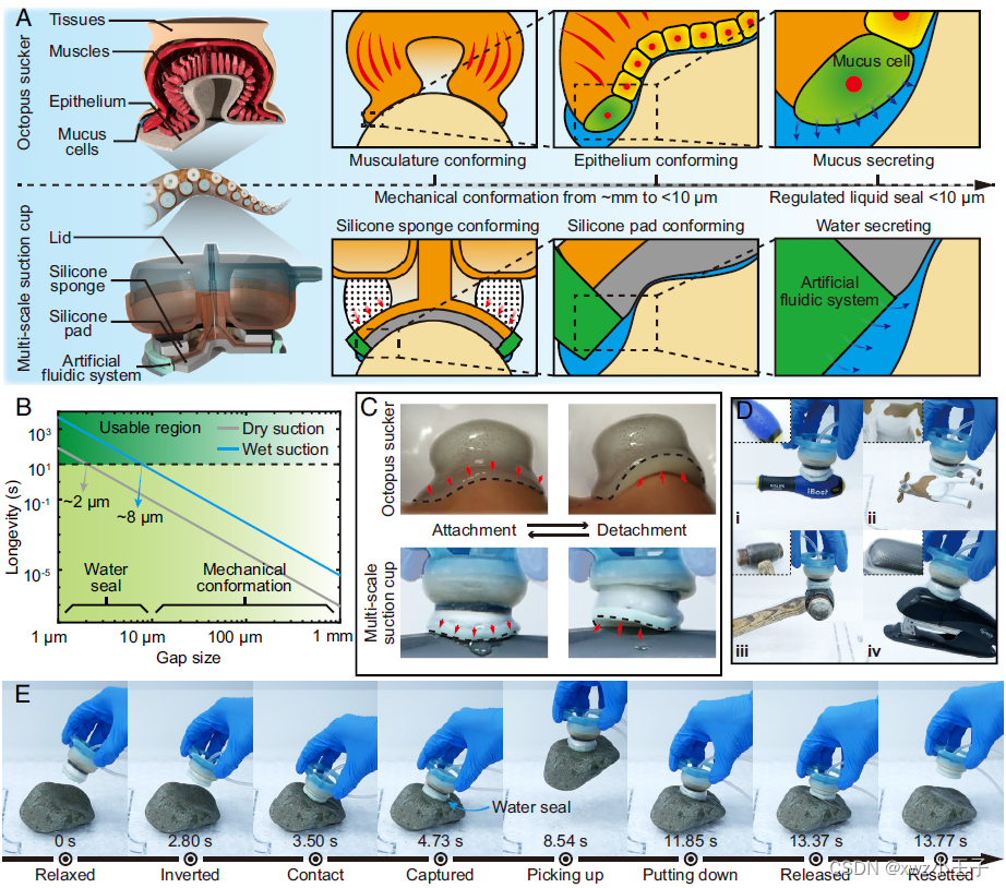 《PNAS》<span style='color:red;'>和</span>《Nature Communications》仿章鱼<span style='color:red;'>和</span><span style='color:red;'>蜗牛</span><span style='color:red;'>的</span>粘液真空吸附，赋予了机器人吸盘新<span style='color:red;'>的</span>“<span style='color:red;'>超</span>能力”