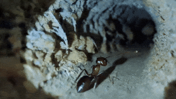 sora视频-一只蚂蚁穿过蚁穴