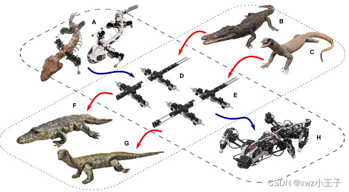 Science Robotics封面文章：瑞士洛桑联邦理工学院研制仿生鳄鱼和仿生巨蜥机器人，走进非洲尼罗河