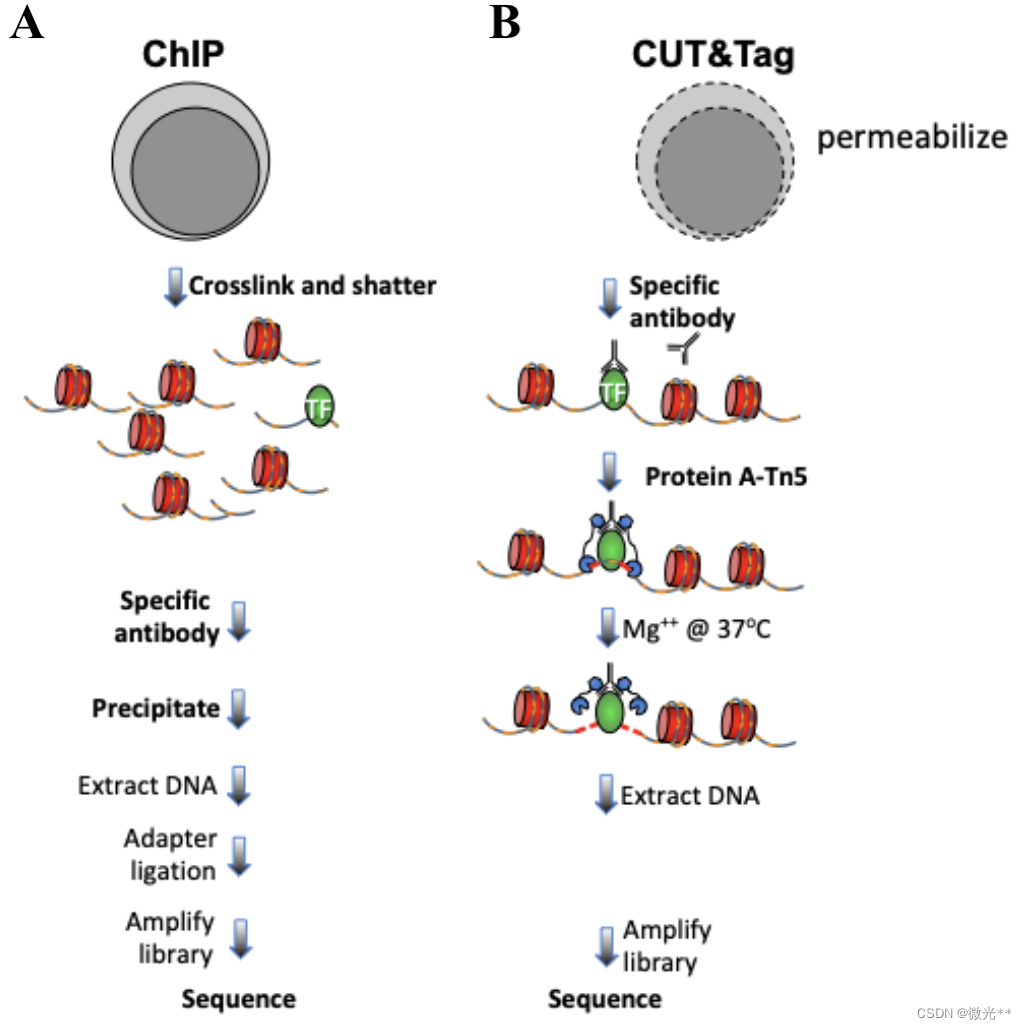 免疫沉淀和抗体靶向染色质分析策略之间的差异。A. ChIP-seq实验程序。B。CUT&Tag实验程序。细胞和细胞核用灰色表示，染色质用红色核小体表示，特定的染色质蛋白用绿色表示。