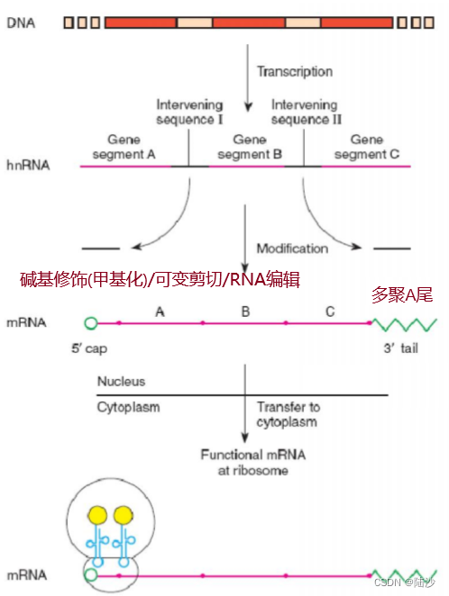 RNA二级结构基础知识+一些绘制程序及用法