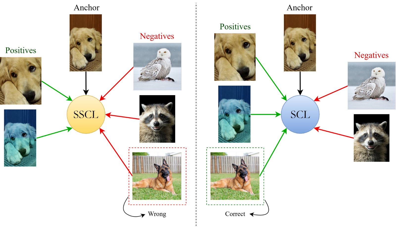 对比学习（Contrastive Learning）和孪生网络（Siamese Network）的区别！