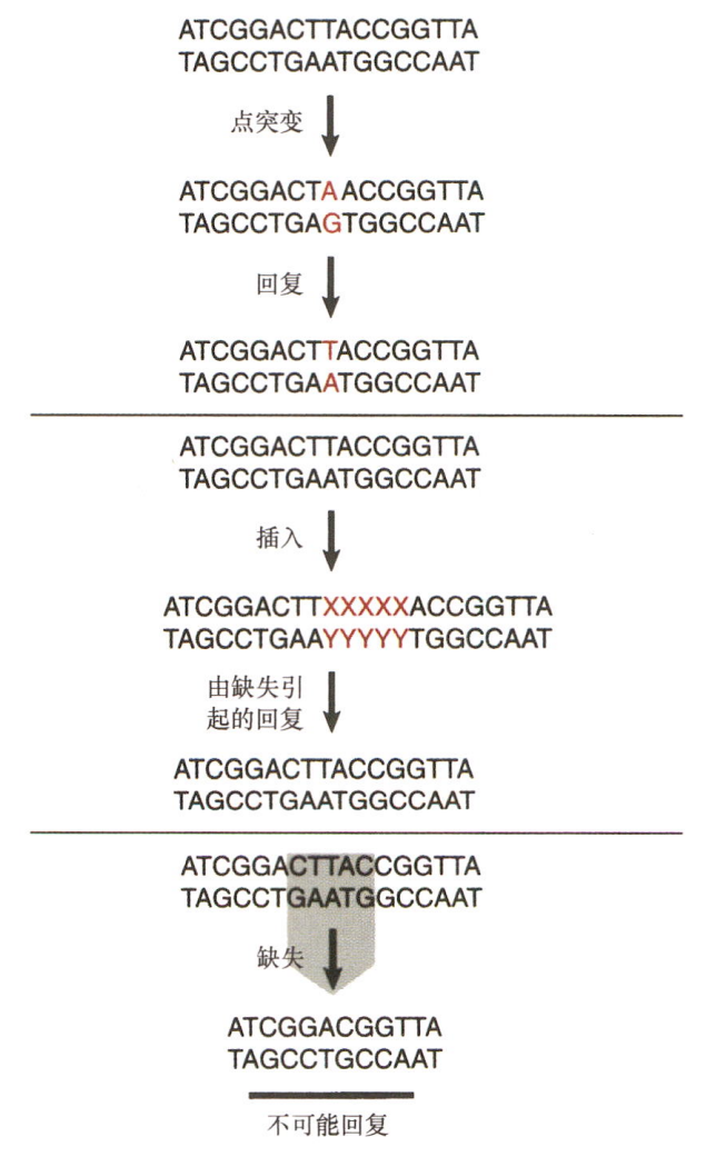 点突变和插入突变可逆转，但是缺失不能逆转