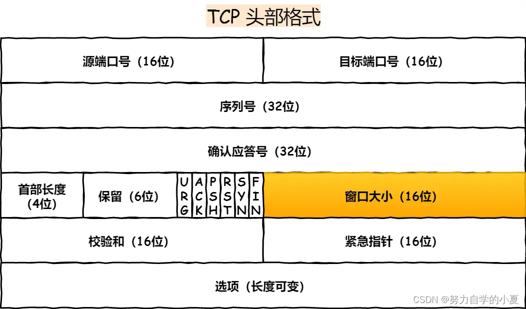 窗口在 TCP 头部中