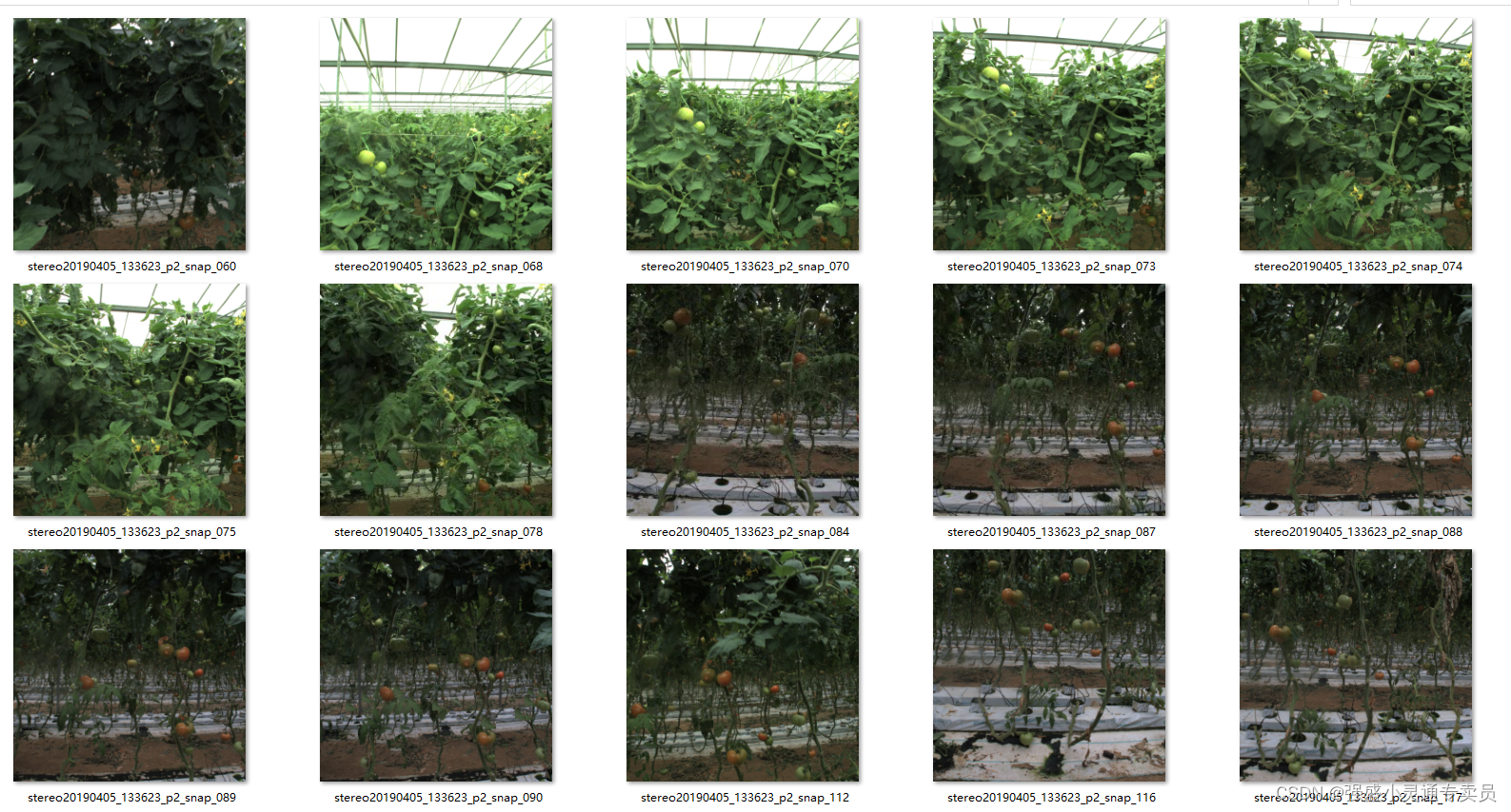 【目标检测】西红柿成熟度数据集三类标签原始数据集280张
