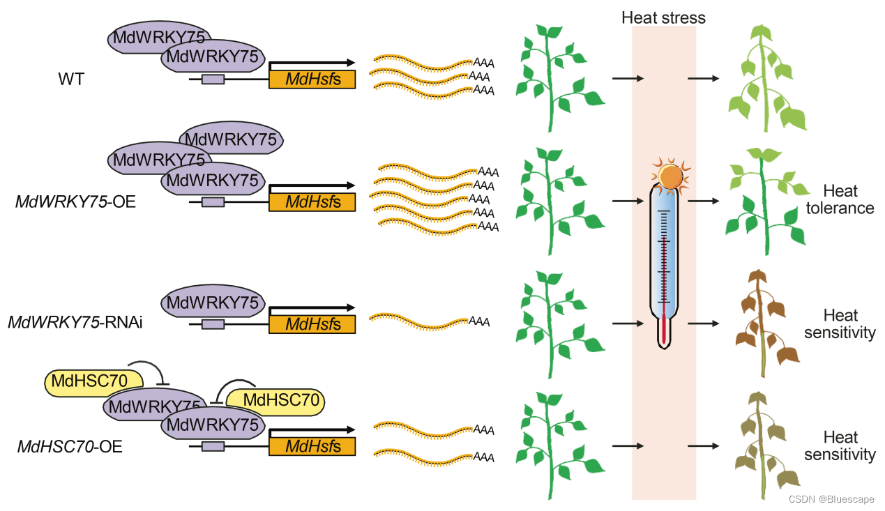 The Plant Cell：DAP-seq技术助力揭示MdWRKY75调控苹果耐热性的分子机制