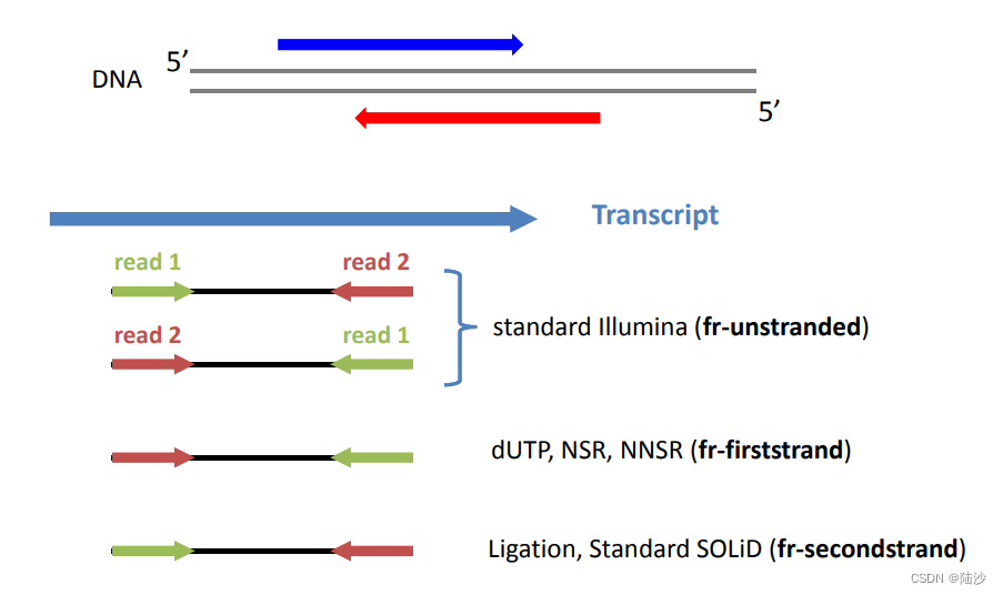 生物信息学导论-北大-新一代测序NGS：转录组分析RNA-Seq 1