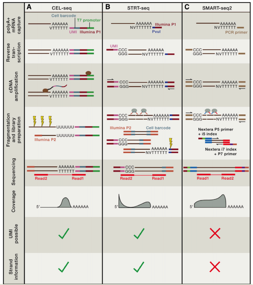 单细胞RNA测序（scRNA-seq）细胞分离与扩增