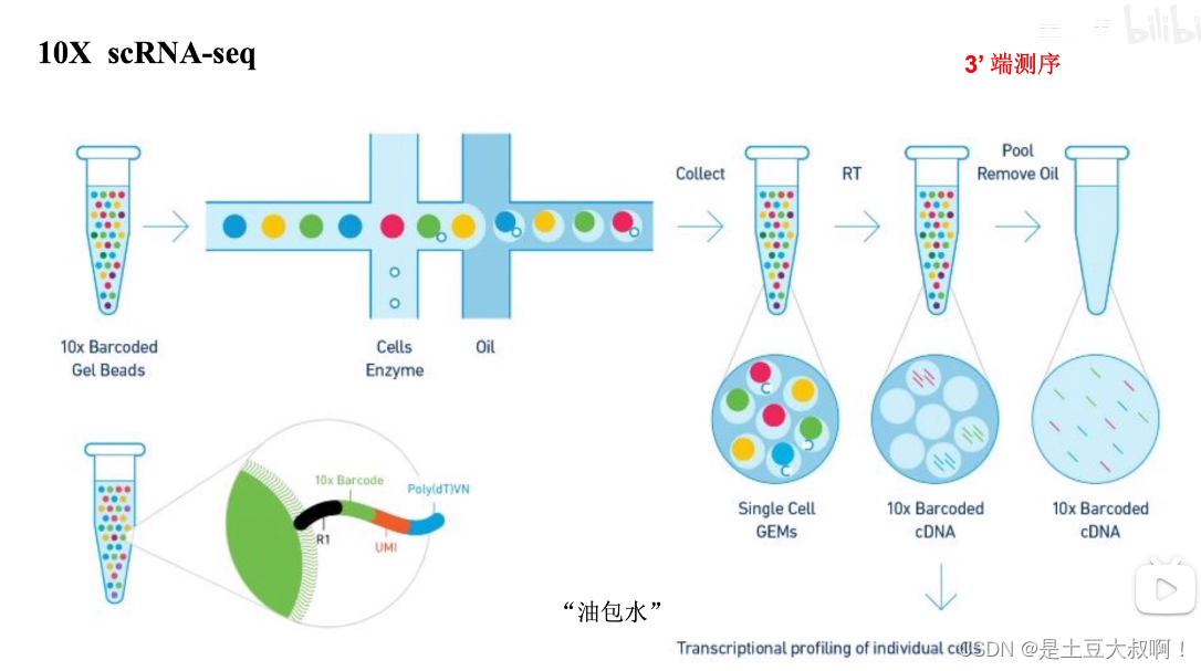 <span style='color:red;'>单细胞</span><span style='color:red;'>scRNA</span>-seq<span style='color:red;'>测</span><span style='color:red;'>序</span>基础知识笔记